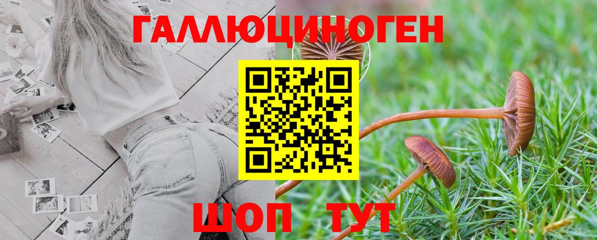 Новороссийск  Псилоцибиновые грибы Psilocybe  Вход с VPN 
